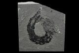 Devonian Acanthodian (Primitive Shark) Fossil (Pos/Neg) - Scotland #98045-2
